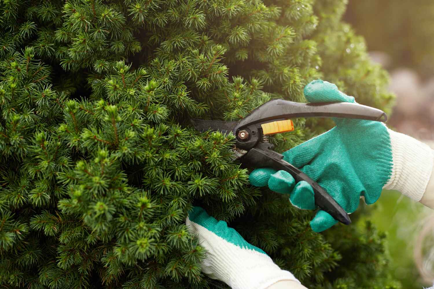 Best Arborist Services Near Me  in Hollister, MO